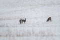 Roe deers in winter meadow Royalty Free Stock Photo