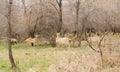 Roe Doe Deer resting in the forest Royalty Free Stock Photo