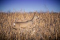 Female roe deer jumping Royalty Free Stock Photo