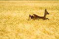Roe deer in rye Royalty Free Stock Photo