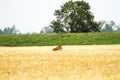 Roe deer in rye Royalty Free Stock Photo