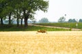 Roe deer in rye Royalty Free Stock Photo