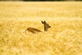 Roe deer in rye Royalty Free Stock Photo