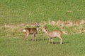 Roe deer in rye Royalty Free Stock Photo
