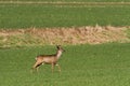Roe deer in rye Royalty Free Stock Photo