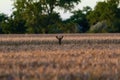 Roe in the wheat field Tamron 70 300 mm with Nikon D3100 dslr Royalty Free Stock Photo