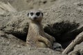 Meerkat feeding its young