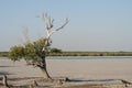 Roebuck Bay Marsh, Broome, Australia Royalty Free Stock Photo