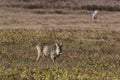 Roebuck - buck (Capreolus capreolus) Roe deer - goat Germany Royalty Free Stock Photo