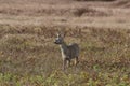 Roebuck - buck (Capreolus capreolus) Roe deer - goat Germany Royalty Free Stock Photo