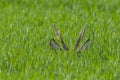Roebuck capital in the grass Royalty Free Stock Photo