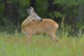 Roebuck (capreolus capreolus) Royalty Free Stock Photo