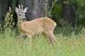 Roebuck (capreolus capreolus) Royalty Free Stock Photo