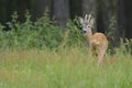 Roebuck (capreolus capreolus) Royalty Free Stock Photo