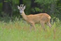 Roebuck (capreolus capreolus) Royalty Free Stock Photo