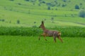 Roebuck (capreolus capreolus) Royalty Free Stock Photo