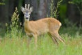 Roebuck (capreolus capreolus) Royalty Free Stock Photo