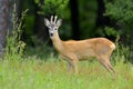 Roebuck (capreolus capreolus) Royalty Free Stock Photo