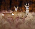 Roebuck and deer in the high grass Royalty Free Stock Photo