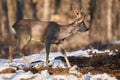 Roebuck in the early spring Royalty Free Stock Photo