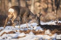 Roebuck in the early spring Royalty Free Stock Photo