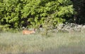 Roebuck in forest