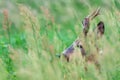 Roebuck hidden in the grass Royalty Free Stock Photo