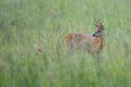 Roebuck hidden in the grass Royalty Free Stock Photo