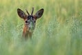 Roebuck hidden in the rye Royalty Free Stock Photo