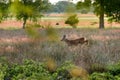 Roebuck jumps through high grass on a natural meadow Royalty Free Stock Photo