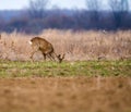 Roebuck on a meadow