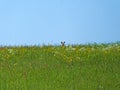 Roebuck on a meadow in spring in Germany Royalty Free Stock Photo