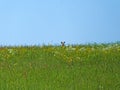 Roebuck on a meadow in spring in Germany