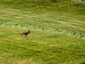 Roebuck on a meadow in spring in Germany Royalty Free Stock Photo