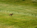 Roebuck on a meadow in spring in Germany