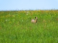 Roebuck on a meadow in spring Royalty Free Stock Photo