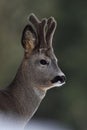 Roebuck portrait. Roe deer portrait. Royalty Free Stock Photo