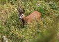 Roebuck Royalty Free Stock Photo