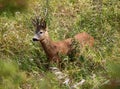 Roebuck Royalty Free Stock Photo