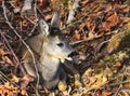 Roebuck Royalty Free Stock Photo