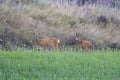 Roebuck in rut following doe