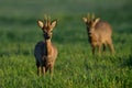 Roebucks at spring Royalty Free Stock Photo