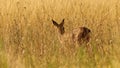 Roedeer in summer evening Royalty Free Stock Photo