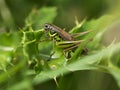 Roesel`s Bush Cricket on some Holly