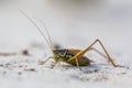 Roesels bush cricket on white sand