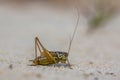 Roesels bush cricket on light sand