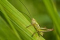 The Roesel`s bush-cricket