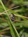 Roesel`s Bush-cricket