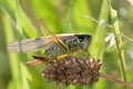 Roesel's bush-cricket (Metrioptera roeselii)