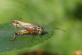 A Roesel`s Bush-cricket Metrioptera roeselii perched on the edge of a leaf.